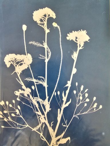 Aktivangebot - Cyanotypie Cyanotypie